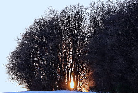 winter, evening sun, snow, nature, snowy, wintry, sky