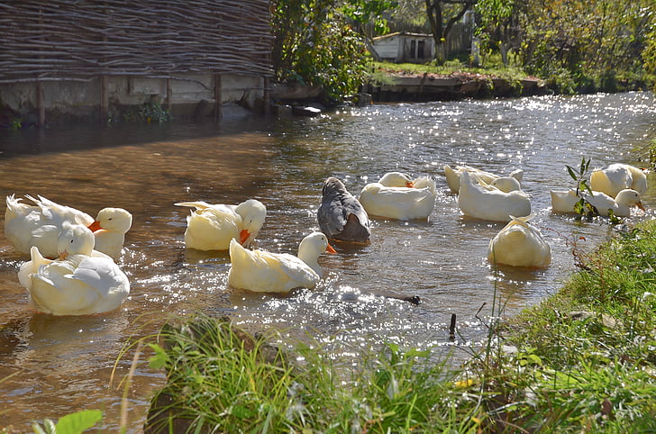 ducks, river, animals, bird, nature, animal, pond