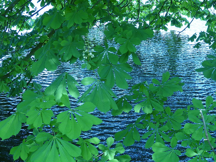 hojas de castaño, Castaño, naturaleza, agua, Lago