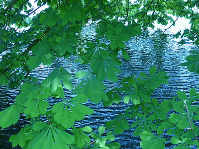 folhas de castanheiro, castanha, natureza, água, Lago
