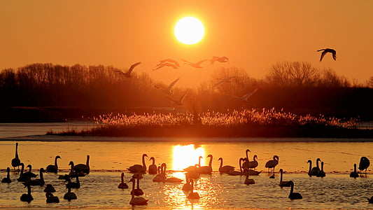 landscape, sunrise, lake, frozen, winter, swans, morgenstimmung