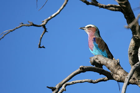lilac-breasted roller, bird, colourful feathers, wildlife, africa, branch