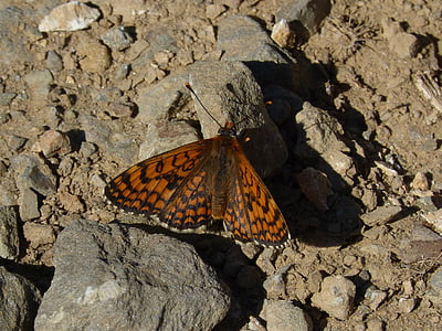 damero knapweed, melita phoebe, orange butterfly, butterfly, priorat, montsant, insect