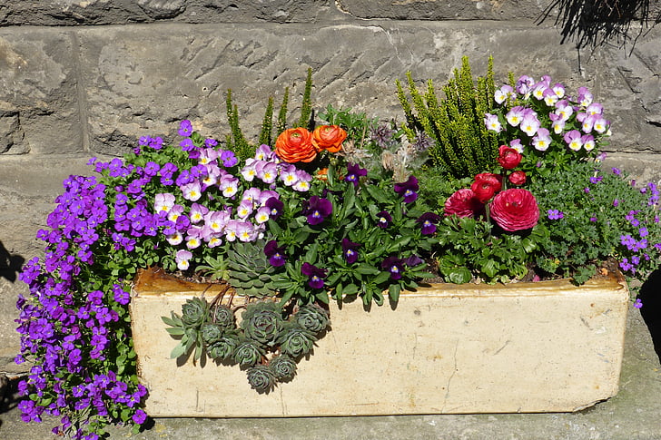 blomster, plantageejere, Plantekrybben, haven, container plante, dekoration, blomster dekorationer