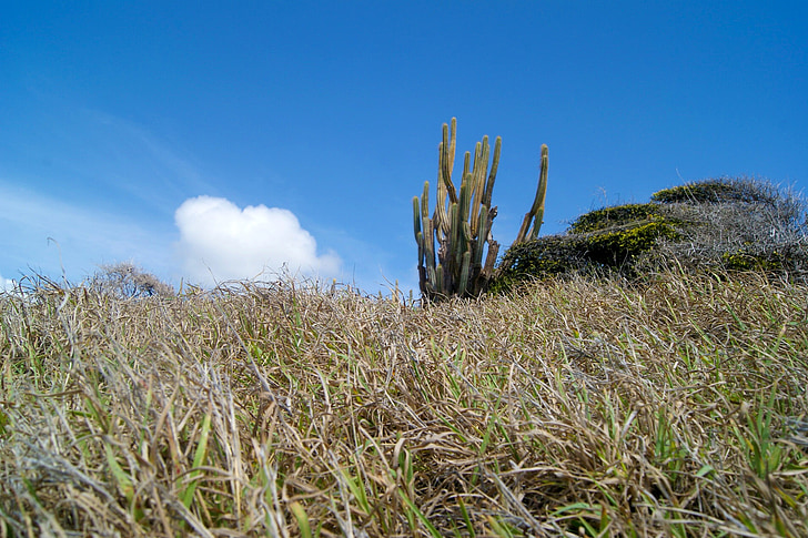 cactus, landscape, caribbean, nature, blue, plant, sky