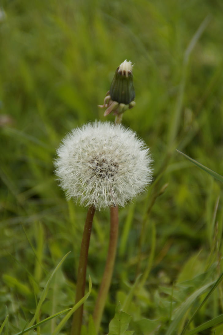 dandelion, end-stage, close, pointed flower, meadow, grass, seeds