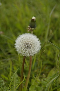 Dandelion, tahap akhir, Tutup, menunjuk bunga, padang rumput, rumput, benih