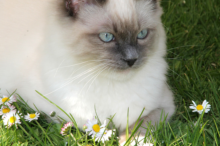 ragdoll, cat, daisy, cat's eyes, grass, felidae, cat baby
