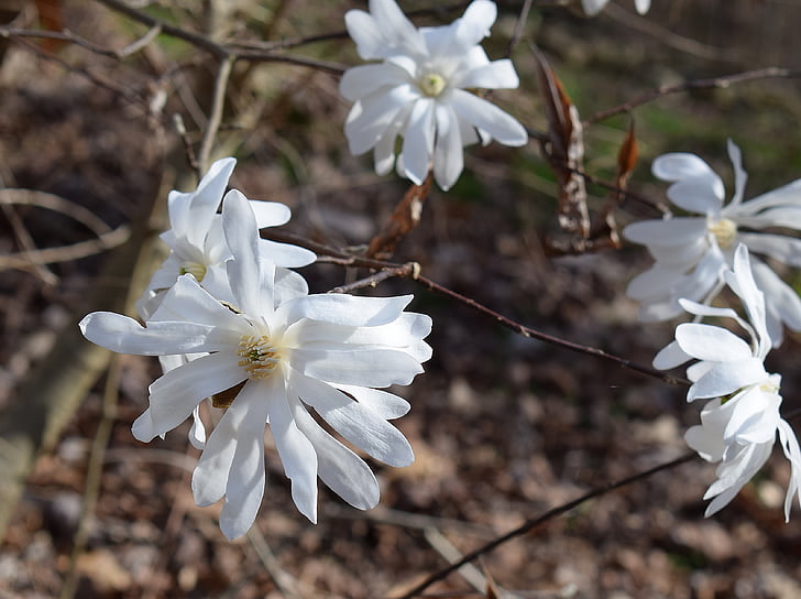 Star magnolia, Magnolia, puu, kasvi, Puutarha, Luonto, kevään