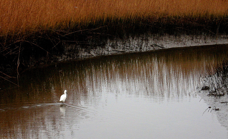marsh, pond, bird, egret, swamp, mud, wetland
