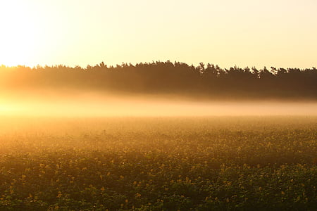 fog, sunrise, field, meadow, nature, light, mood