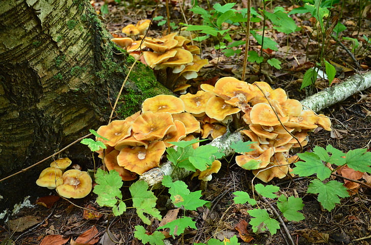 paddestoelen, Woods, schimmel, bos