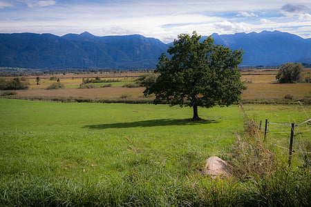 árbol, solo, Moor, Moss, pantano de Murnau, Soledad, solo