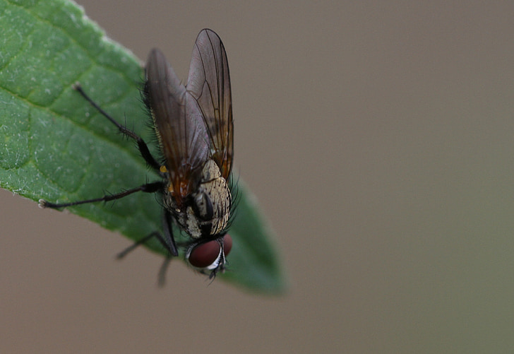 Fly, mouchette, hmyz, Příroda