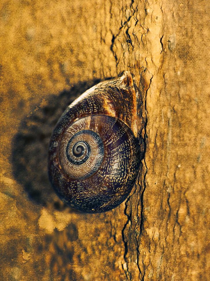 sneglen, spiral, væg, Shell