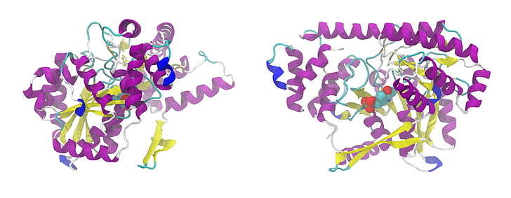 alat2, ljudi, alanin, aminotransferaza, beljakovin, Sekundarna struktura, model