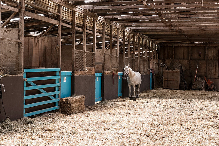 california, stable, horse, animal, barn, equine, indoor
