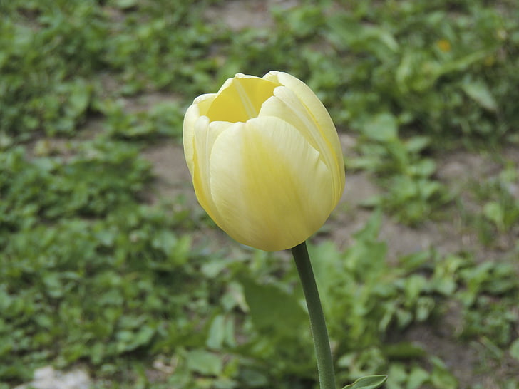 Tulip, alb, iarba, Lunca, Cupa, floare, floare