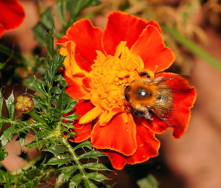 hummel, marigold, insect, flower, blossom, bloom, red