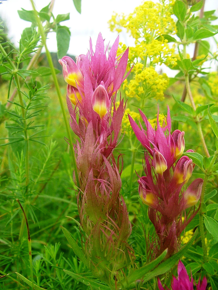 łąka, lasu, Natura, m csomolya, kwiat, Zemplén-hg
