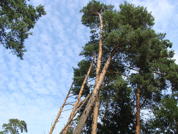 nature, forest, green, tree, beauty