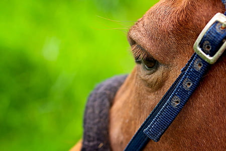 szem, ló, az emlősök, állattenyésztés, kantár, lovaglási lehetőség, Farm