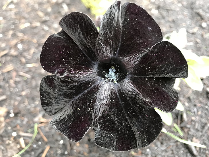flor preta, Petúnia, preto, planta, flor, flor, Primavera