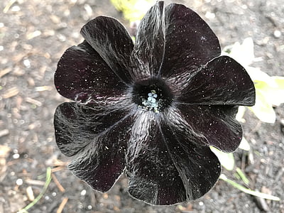 flor negra, Petunia, negro, planta, flor, flor, primavera