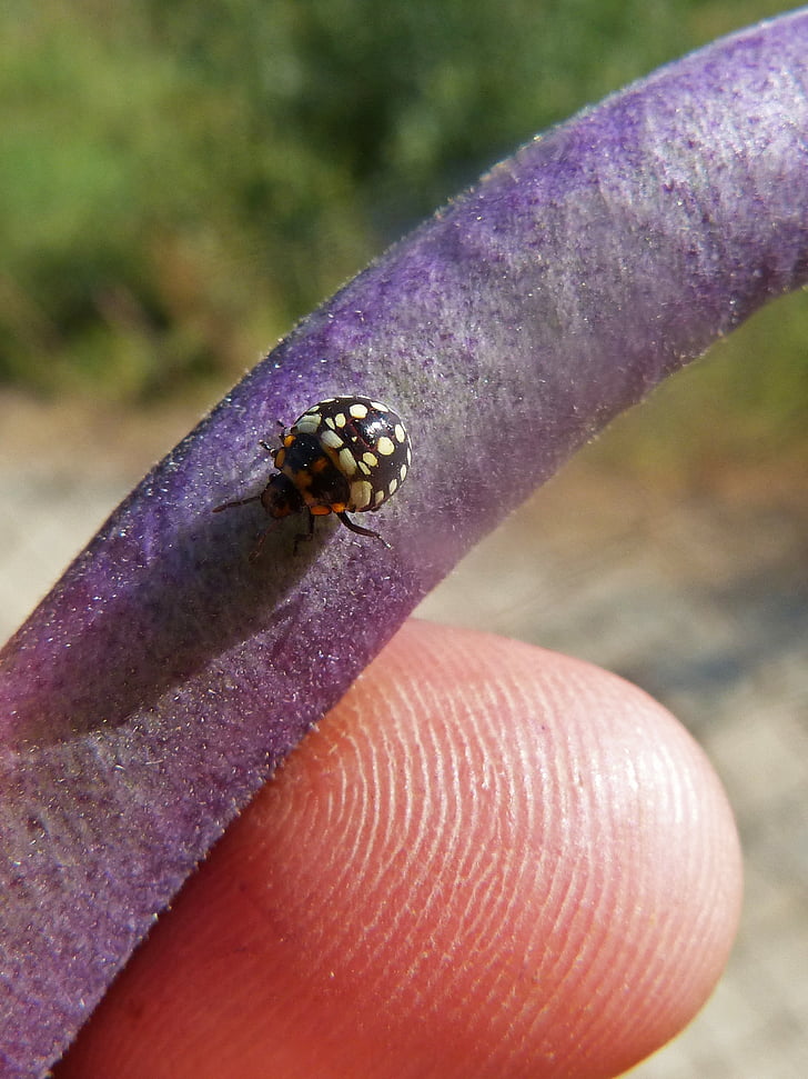 Harlequin ladybird, lieveheersbeestjes, Coleoptera, Boon, Pest