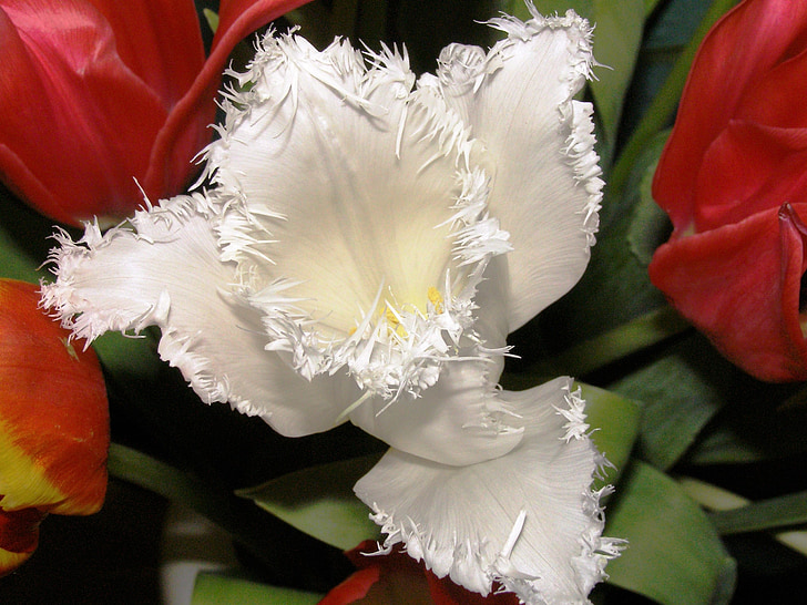 Tulipa, fechar, flor branca, natureza, Fransen, jardim, Frans tulip