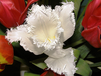 tulip, close, white blossom, nature, fransen, garden, frans tulip