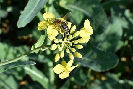 rapeseed, oil, biofuel, work, bee, insect, nature