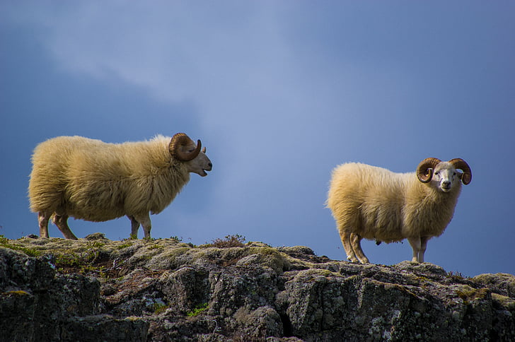 sheeps, mountain, nature, animal, landscape, rural, sky