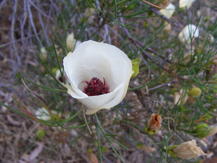 Desert flower, floare, seceta, Outback