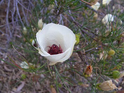 desert flower, flower, drought, outback