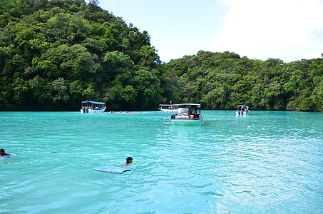 Dauphin, Palau, plage, observation des dauphins, spectacle de dauphins, voie lactée, corail