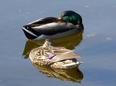 ducks, mates, pond, bird, duck, nature, mallard Duck