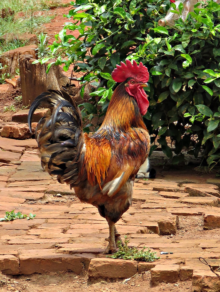 vogels, pik, kip, boerderij, pluimvee, vogel, redneck