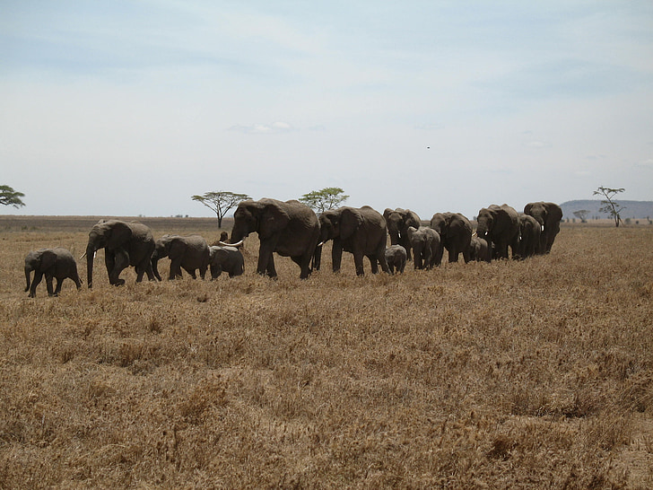 éléphants, Tanzanie, ligne, ligne, grande, petit