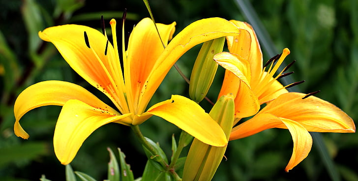 Lily, Hoa, sớm, Hoa, Sân vườn, màu vàng, thực vật