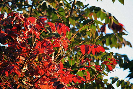 Kap aska blad, träd, lämnar, röd, nya, förnyelse, hösten