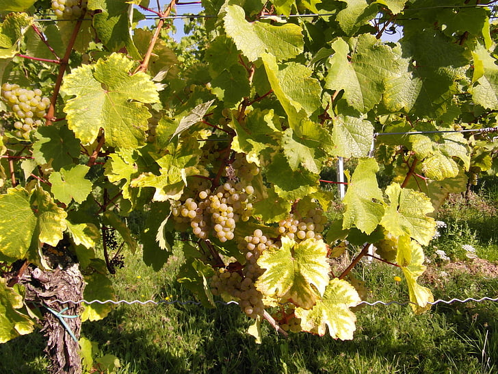 ワイン, ワインの収穫, 新しいワイン, ヴィンテージ, ブドウ畑, プファルツ州, 秋