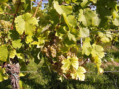 vynas, vyno derliaus, Naujas vyno, derlius, vynuogynai, Pfalcas, rudenį