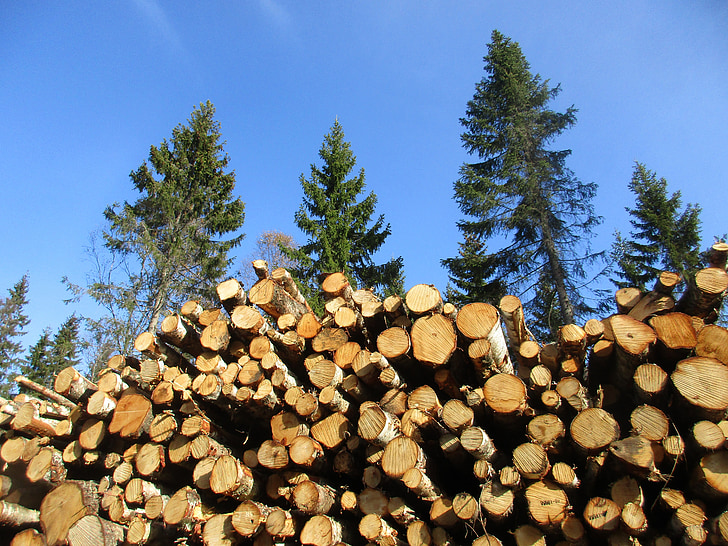 bouleau, bouleau coupé, forestier, bois, trois ans, matériaux de construction