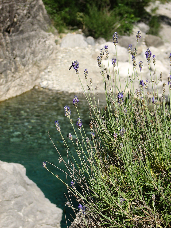 lavender, pond, pool, nature, water, flower, calming