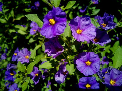 Solanum rantonnetii, virágok, növény, virág, tavaszi, természet, kert