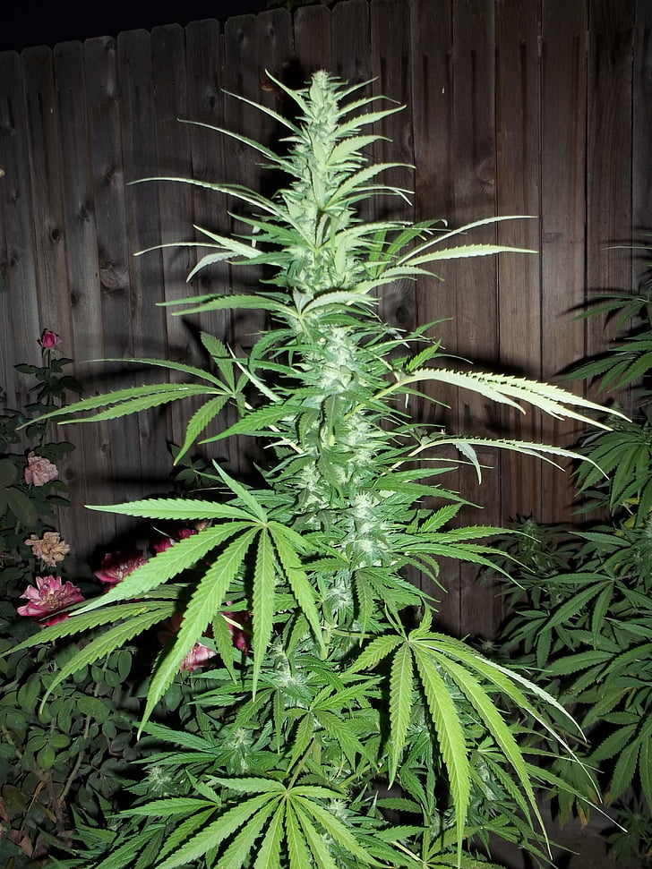 Cannabis, onkruid, marihuana, ganja groeien, plant, Bladeren, drugs