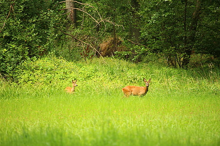 Roe deer, hoang dã, rừng, rìa của rừng, động vật, Red deer, Kitz