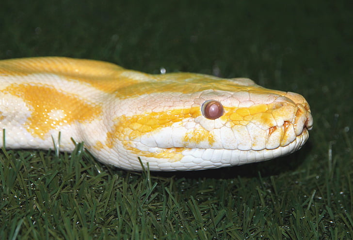 Tiger python, Python liikuda, albiino, Python, madu, valge asju, loomade