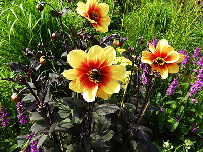 flower bed, art garden, spring, flowers, sprinkle, bumblebees, orange yellow